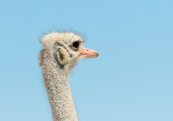 Fototapeta premium South African ostrich (Struthio camelus australis), also known as the black-necked ostrich, Close-up