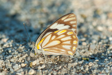 Fototapeta na wymiar brown-veined white butterfly (Belenois gidica), Namibia