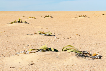 Fototapeta na wymiar Welwitschia plants in the desert, Welwitschia mirabilis, Namibia
