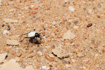 Darkling Beetle (Stenocara eburnea), Tok Tokkie, Namib desert, Namibia