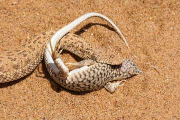 Namib dwarf sand adder or Namib desert sidewinding adder (Bitis peringueyi), Namibia