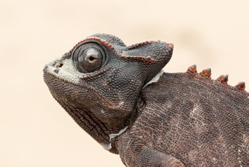 Namaqua chameleon (Chamaeleo namaquensis)