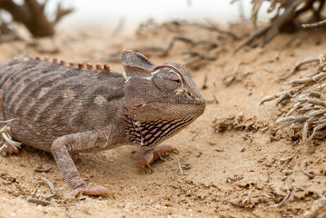 Namaqua chameleon (Chamaeleo namaquensis)