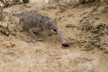 Namaqua chameleon (Chamaeleo namaquensis), hunting for bugs, Namib desert