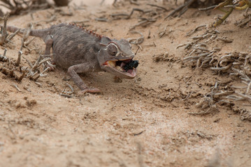 Namaqua chameleon (Chamaeleo namaquensis), hunting for bugs, Namib desert