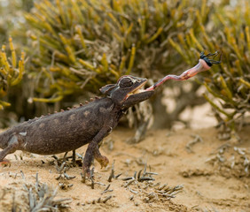 Namaqua chameleon (Chamaeleo namaquensis), hunting for bugs, Namib desert