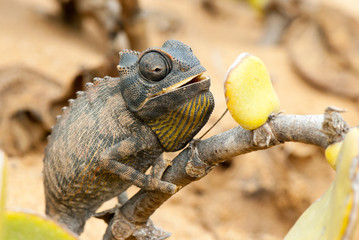 Namaqua chameleon (Chamaeleo namaquensis)