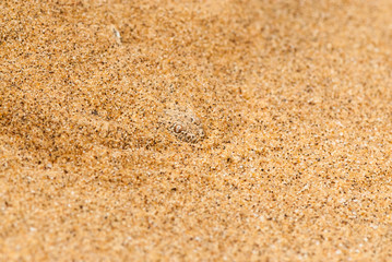 Namib dwarf sand adder or Namib desert sidewinding adder (Bitis peringueyi), Namibia