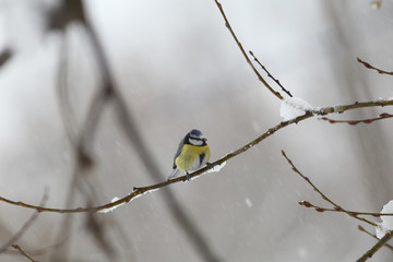  Little blue tit on a thin branch during snowfall