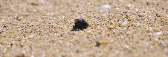 coquillage dans le sable