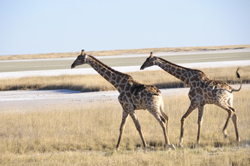 Obraz na płótnie Canvas Namibia: Giraffen beim Namutomi Camp im Etosha Nationalpark