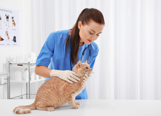 Pretty young veterinarian examining cat in clinic