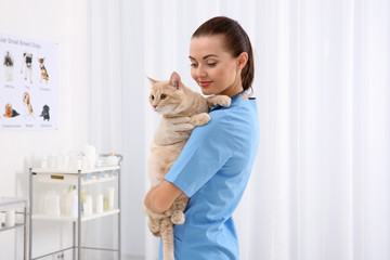 Pretty young veterinarian holding cat in vet clinic - obrazy, fototapety, plakaty