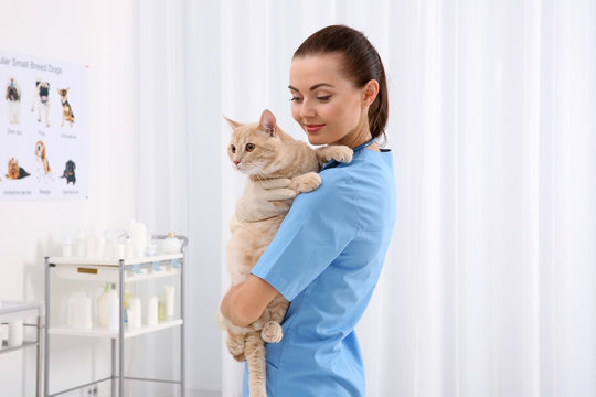 Pretty young veterinarian holding cat in vet clinic