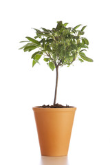 Potted Sage plant isolated. Tree shaped Salvia Officinalis in flower pot isolated on white background