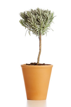 Potted Lavender Plant.Tree Shaped Lavender In Flower Pot Isolated On White Background