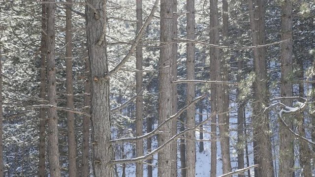 First snow winter background slow-mo 1920X1080 FullHD footage - Fall of snowflakes in front of tree forest scenery slow motion 1080p HD video 