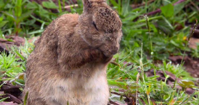 Wild Rabbit rubs his face, nose and whiskers in forest