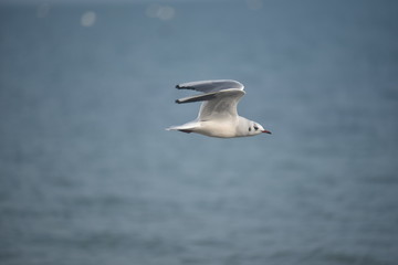 Mouette profil © Philippe