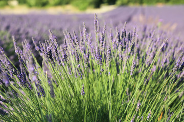 lavender field in Provence France