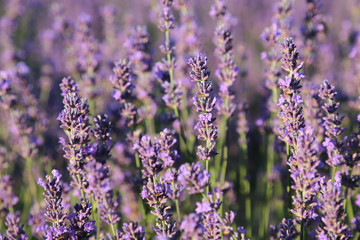 lavender flowers close up on field
