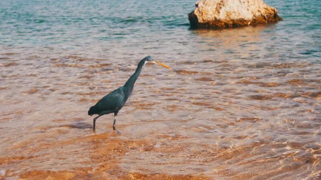 The Reef Heron Hunts for Fish on the Beach of the Red Sea in Egypt