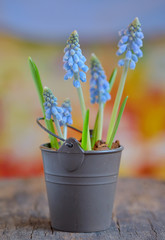 Muscari botryoides flowers