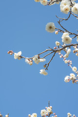 Plum 梅 Spring flower