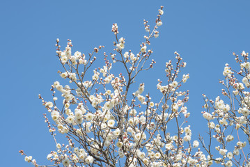 Plum 梅 Spring flower