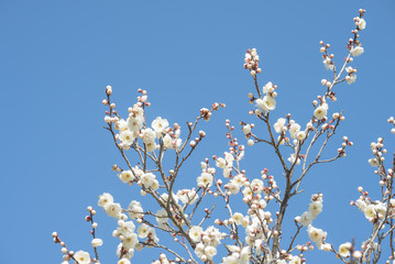 Plum 梅 Spring flower