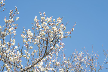 Plum 梅 Spring flower