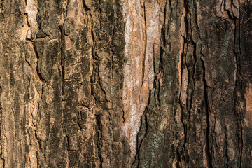 Tree bark background and texture