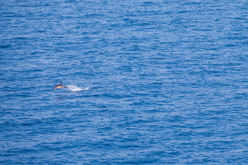 Naklejka premium Dolphin jumping in the sea
