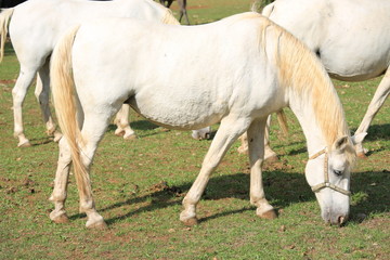 Obraz na płótnie Canvas Lippizaner Horse in Slovenia