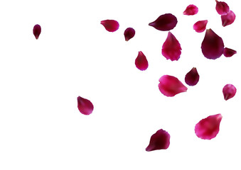 Abstract background with flying pink rose petals. Vector illustration isolated on a background.
