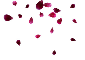 Abstract background with flying pink, red rose petals