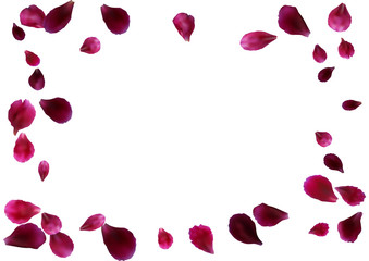 Abstract background with flying pink rose petals. Vector illustration isolated on a background.