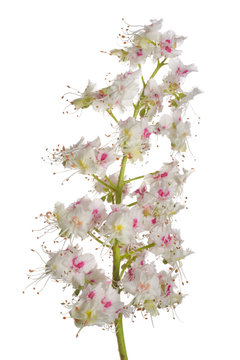 Kastanienbaum Blüte
