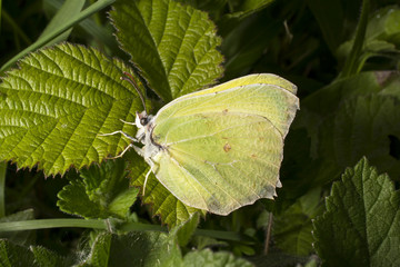Brimstone butterfly on bramble leaf