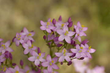 Delicate lilac Common Centaury flowers, Centaurium erythraea