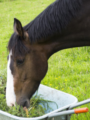 Bay horse with head in wheelbarrow