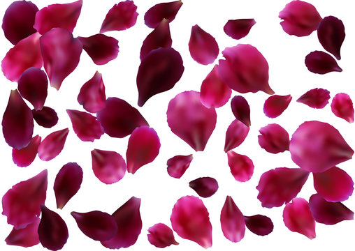 Abstract background with flying pink, red rose petals