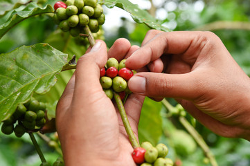Coffee beans ripening on a tree.