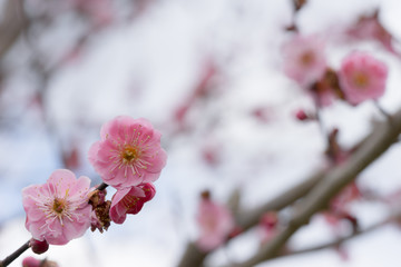 梅の花