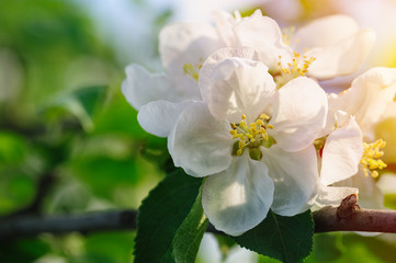 branch of a blossoming apple tree in spring garden