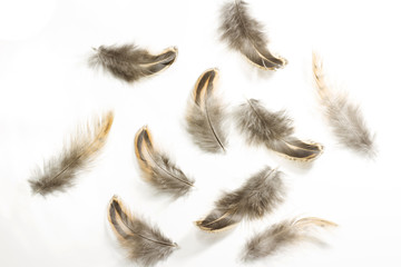 Obraz premium Set of Pheasant feathers on white background