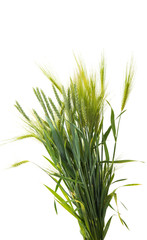 Naklejka premium green ears of wheat