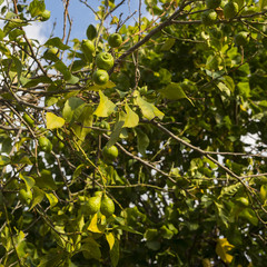 Unripe lemon fruits on the tree