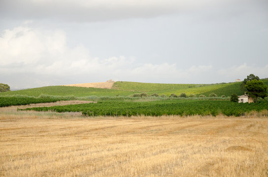Landscape in Sicily, Menfi (Ag) 