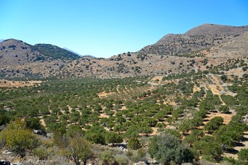Fototapeta na wymiar Elevated view of olive groves in the Greek countryside near Elounda, crete.